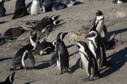 Image of African penguin