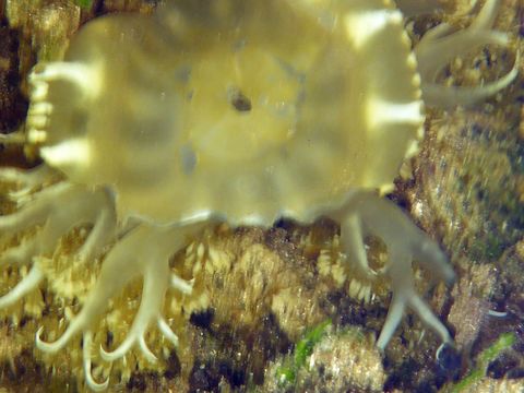 Image of cabbage-head jellyfish