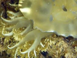 Image of cabbage-head jellyfish