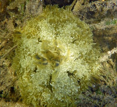 Image of cabbage-head jellyfish