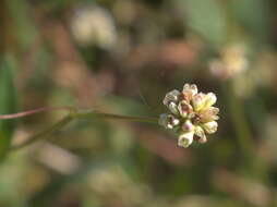 Image of Arrow-Leaf Tearthumb