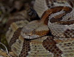 Image of Timber Rattlesnake