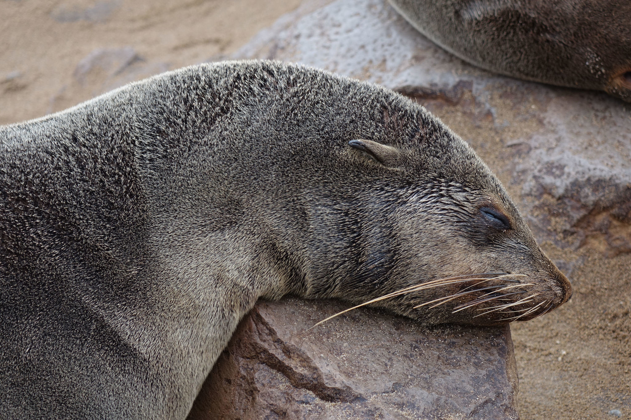 eared seals - Encyclopedia of Life eared seals - Encyclopedia of Life