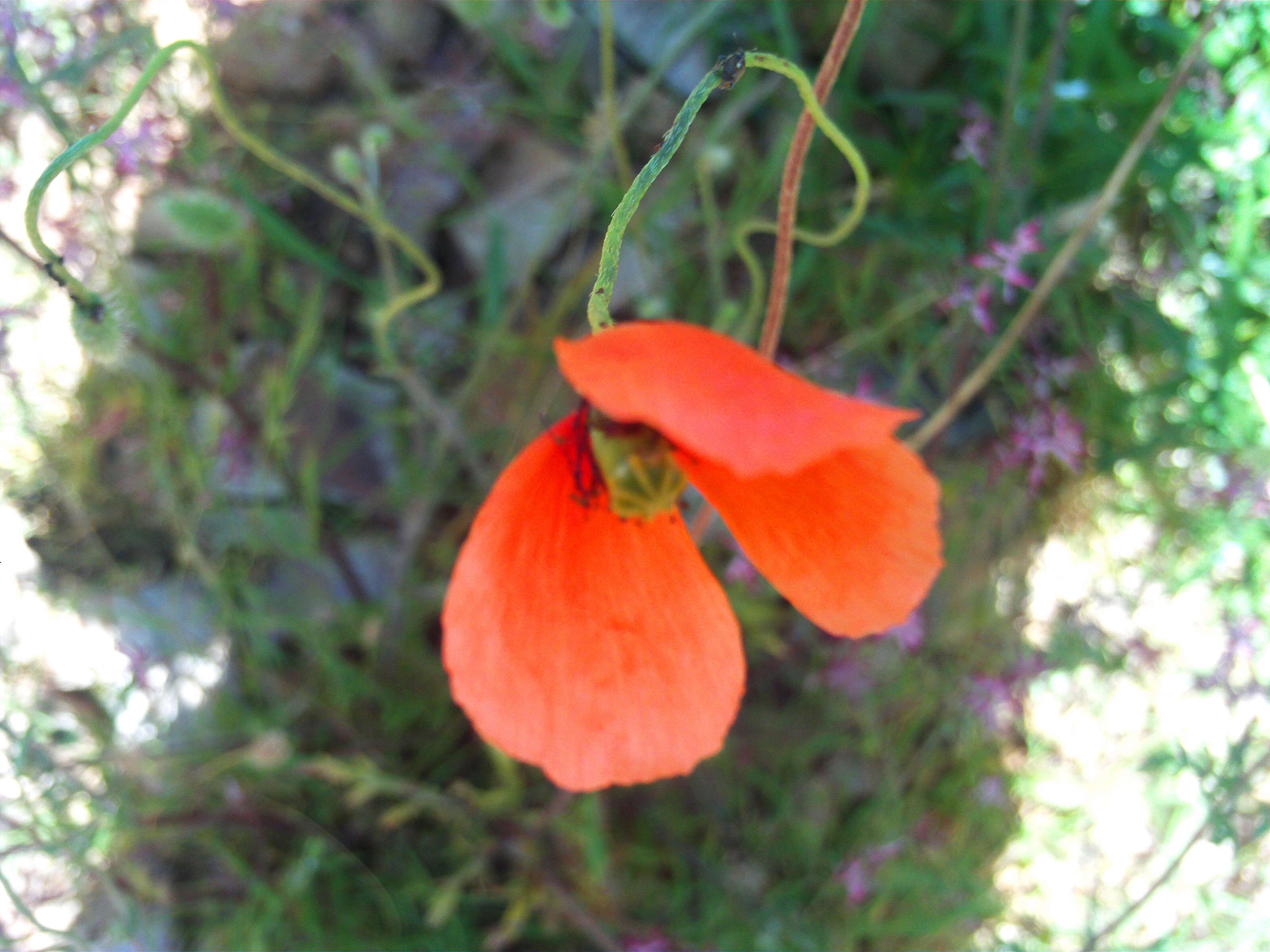 Image of Mediterranean Poppy