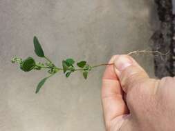 Plancia ëd Chenopodium opulifolium Schrader