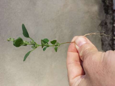 Image of Grey Goosefoot