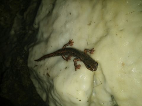Image of <i>Speleomantes italicus</i>