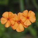 Image of <i>Lychnis miqueliana</i>