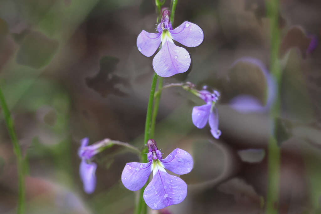 Image de Lobelia andrewsii Lammers