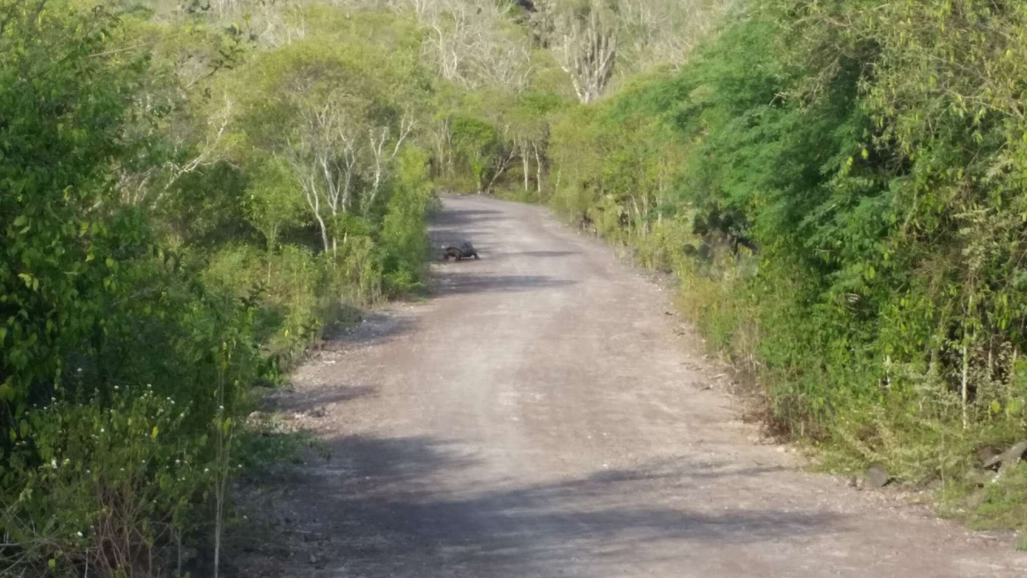 Image of Sierra Negra giant tortoise