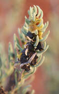 Image of Three-wing Bluebush