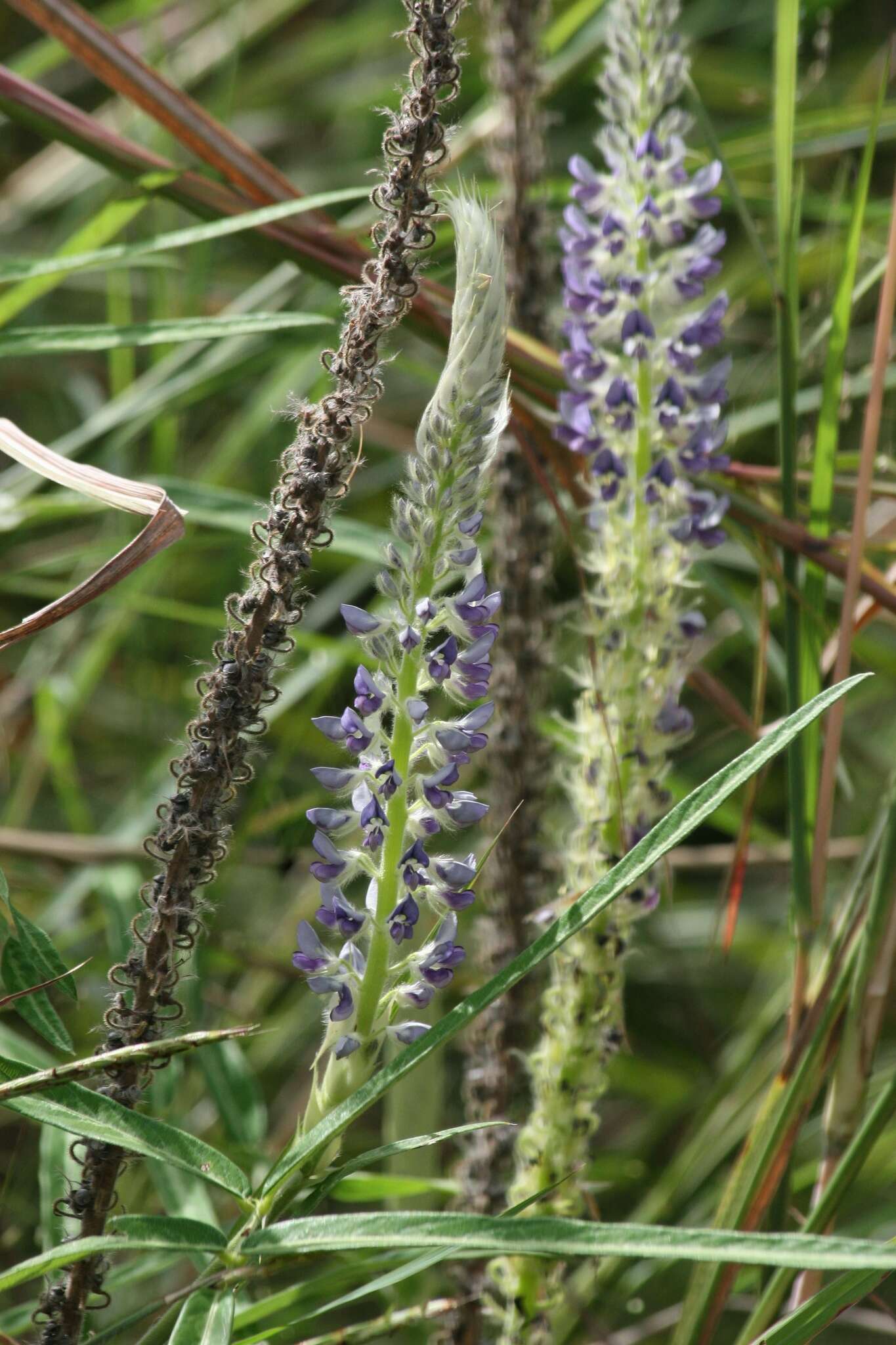 Image of Uraria picta (Jacq.) DC.