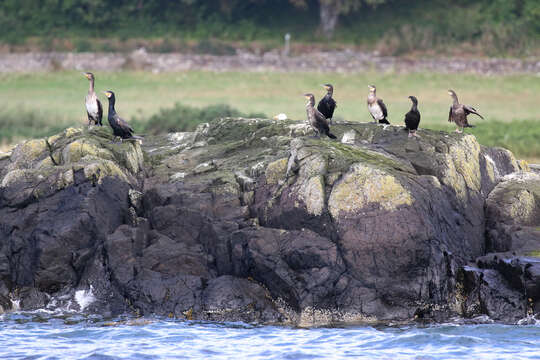 Image of European Shag