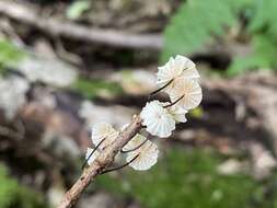 Image of Marasmius rotula (Scop.) Fr. 1838