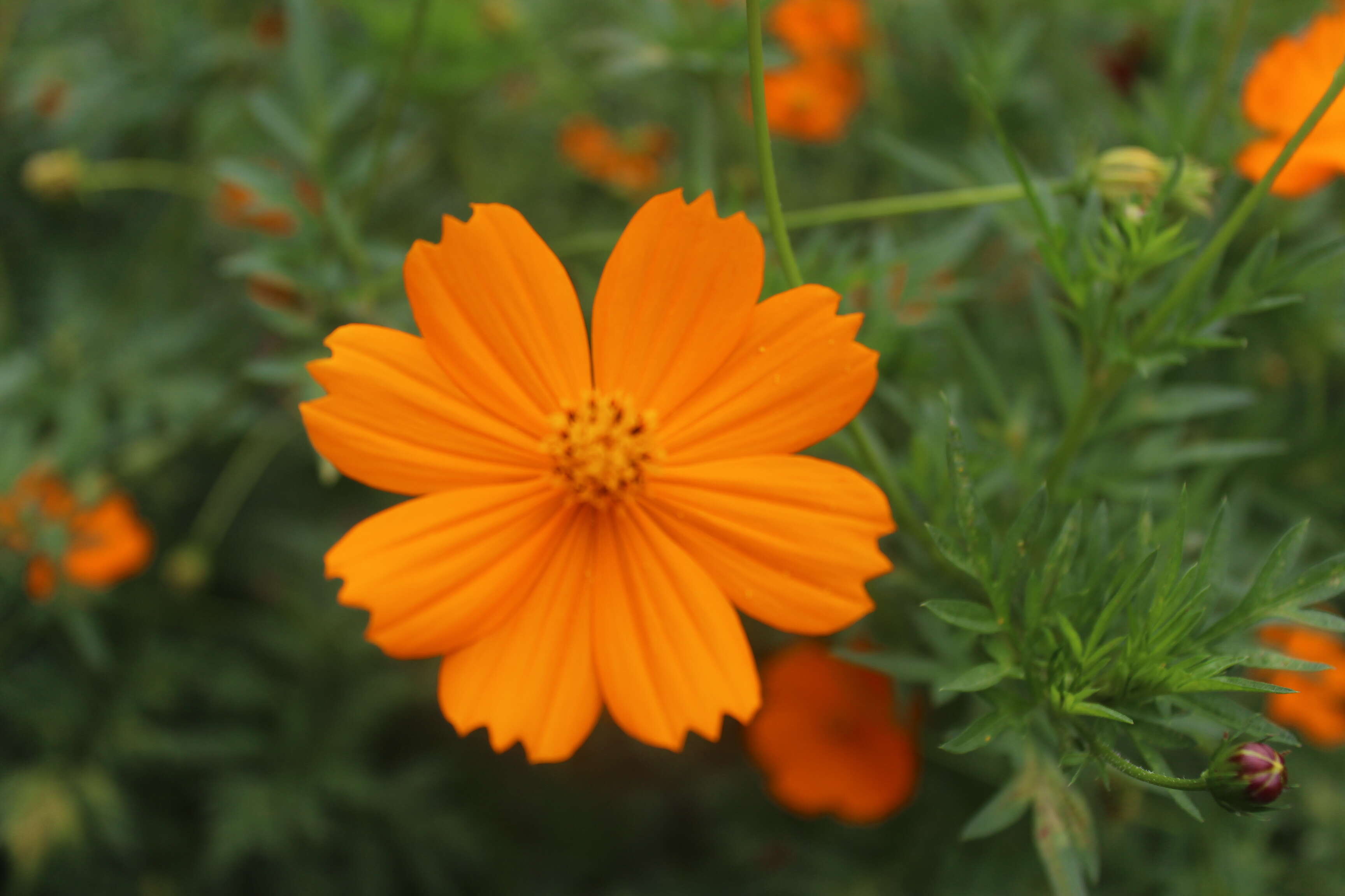 Image de Cosmos sulphureus Cav.