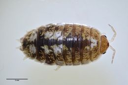 Image of Alloniscus perconvexus Dana 1856
