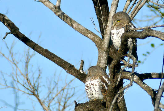 Image of African Barred Owlet