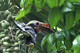 Image of Luzon Hornbill