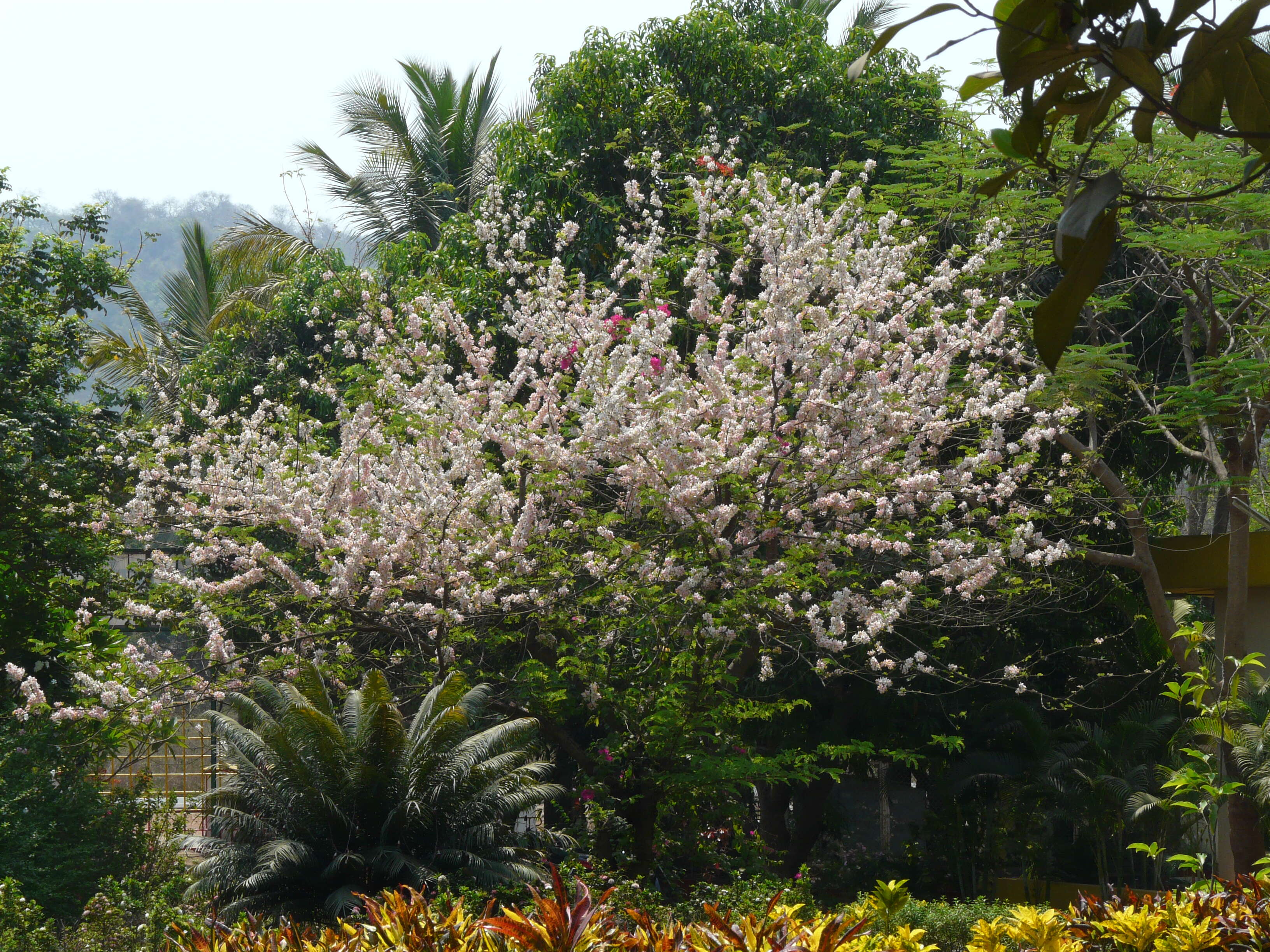 Image of Cassia bakeriana Craib