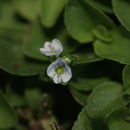 Image of Veronica serpyllifolia subsp. serpyllifolia