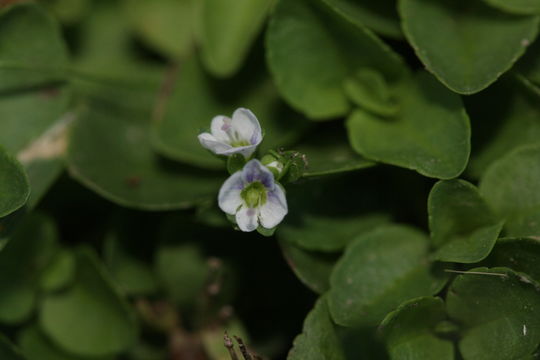 Image of thymeleaf speedwell