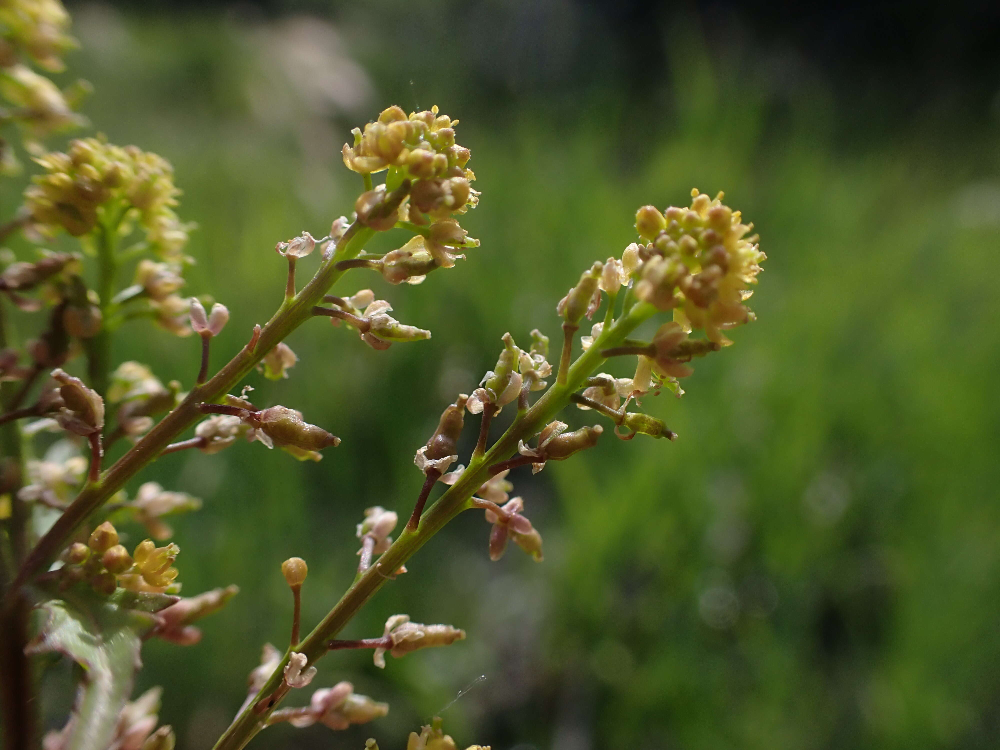 Image of bog yellowcress