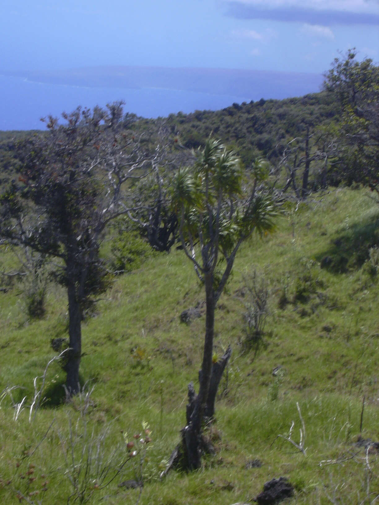 Plancia ëd Dracaena rockii (H. St. John) Jankalski