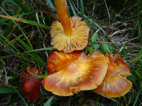 Image de Hygrocybe aurantiosplendens R. Haller Aar. 1954