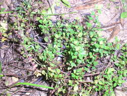 Image of Thymus piperella L.
