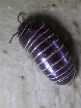 Image of Pill millipede