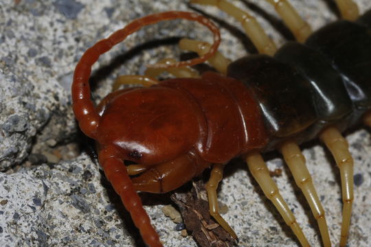 Image of giant desert centipede