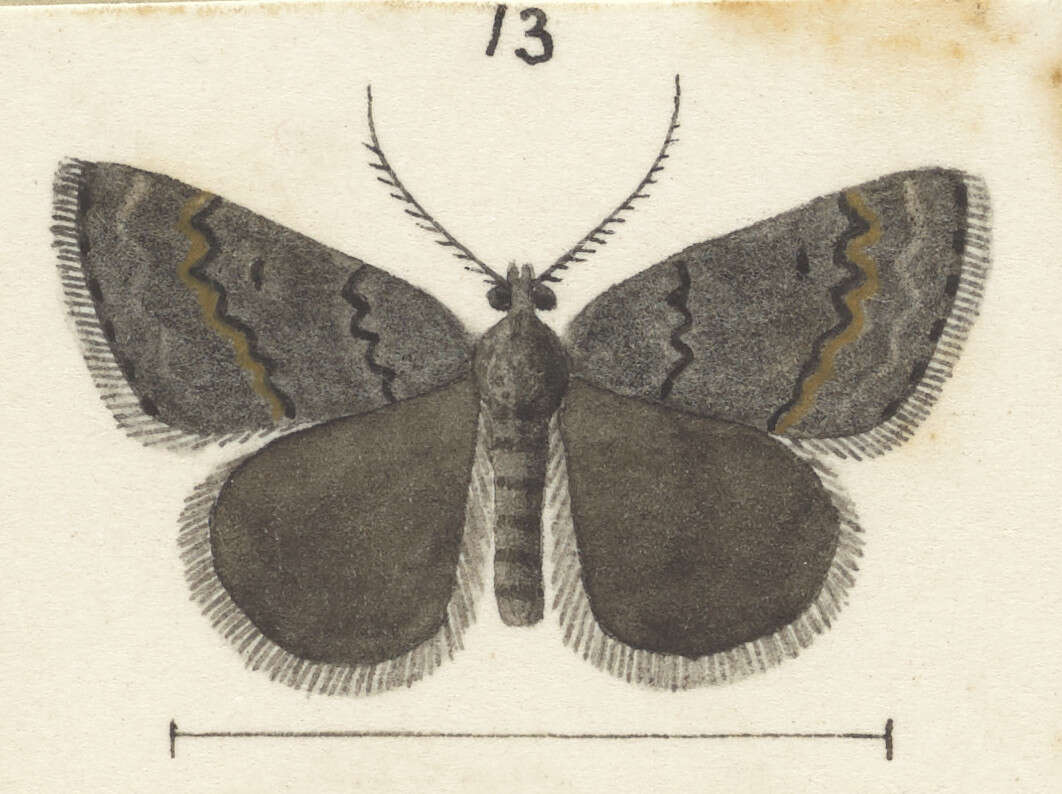 Plancia ëd Dichromodes niger Butler 1877