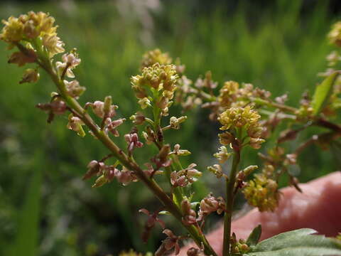 Image of bog yellowcress