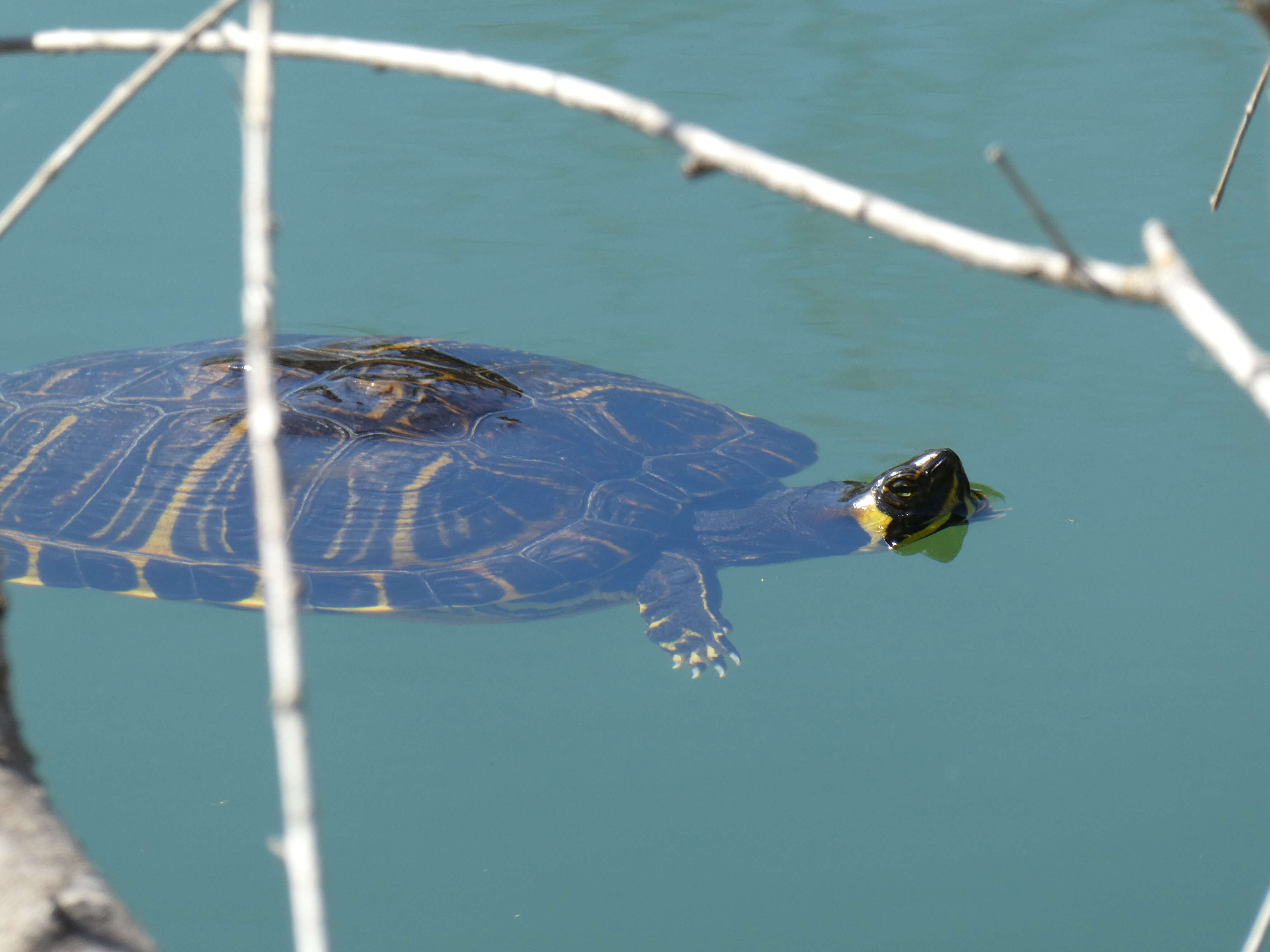 Image of slider turtle, red-eared terrapin, red-eared slider