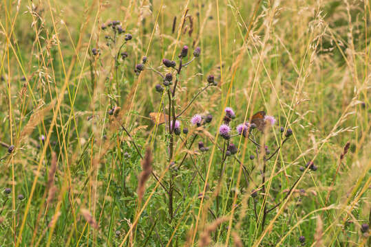 Image of brown knapweed