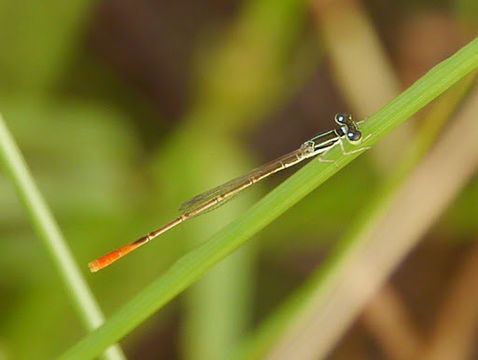 Image of Agriocnemis exilis Selys 1872