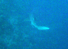 Image of Leopard shark