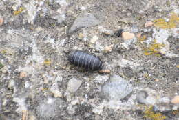 Image of Pill woodlouse