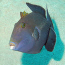 Image of Bluestriped triggerfish