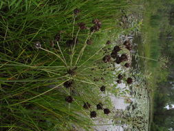 Image of <i>Butomus umbellatus</i>