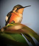 Image de Colibri de Mulsant