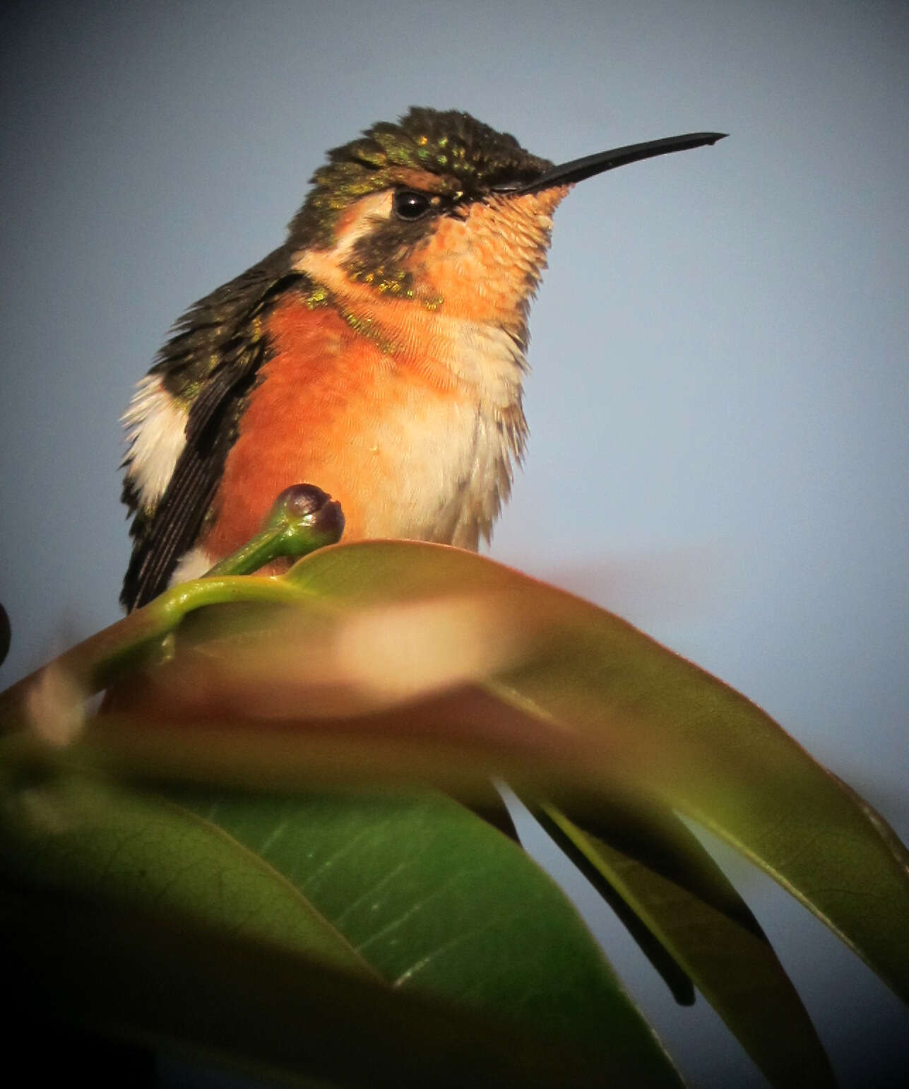 Image of White-bellied Woodstar