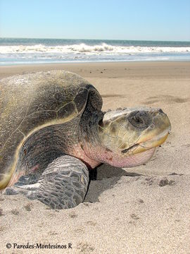 Image of Olive Ridley