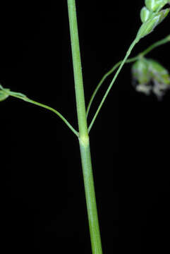 Image of Smooth Meadow-grass