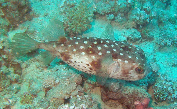Image of spotbase burrfish