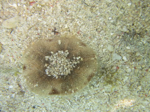 Image of Clypeaster reticulatus (Linnaeus 1758)
