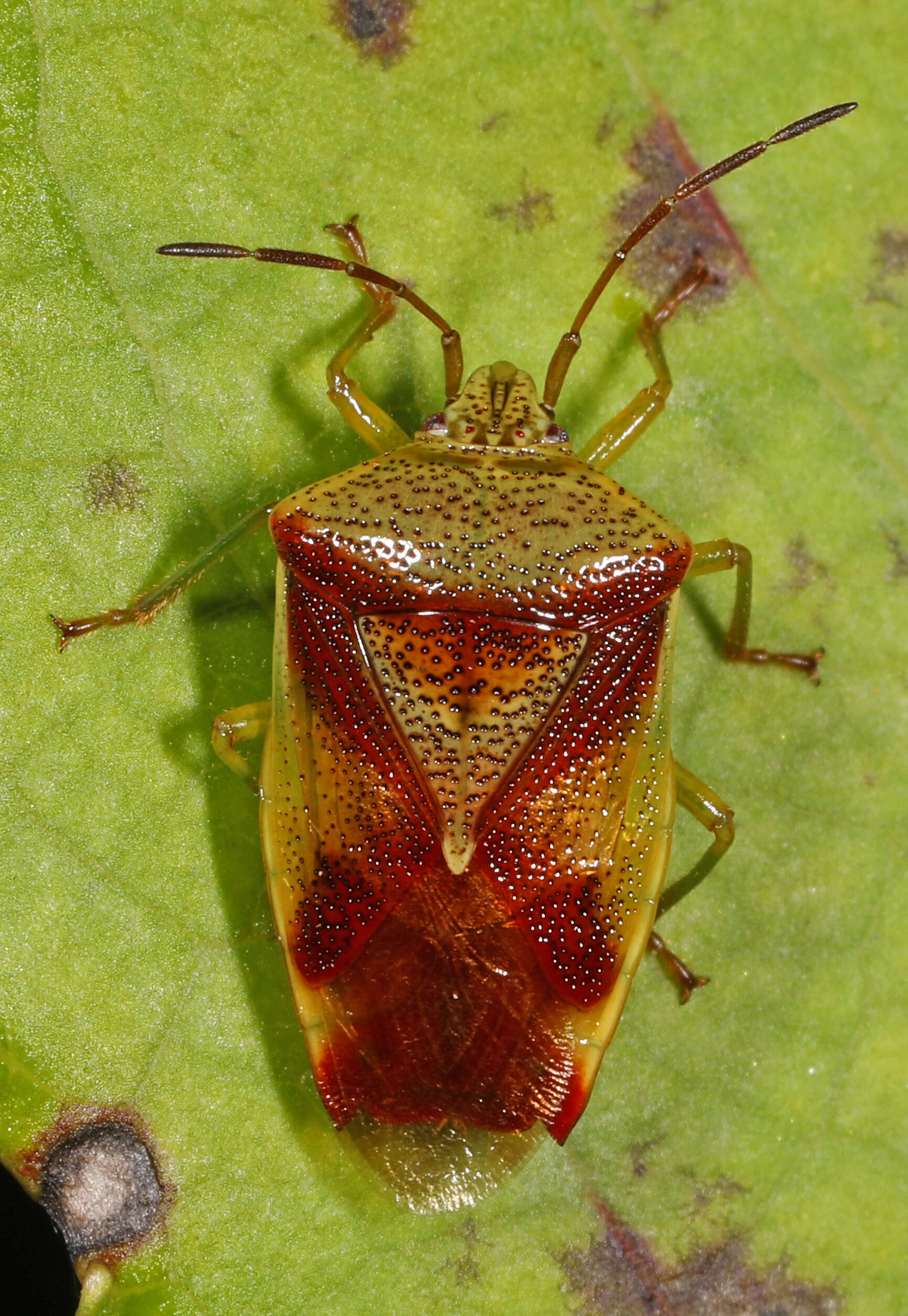 Image of Red-Cross Shield Bug