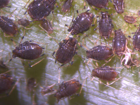 Image of Banana aphid