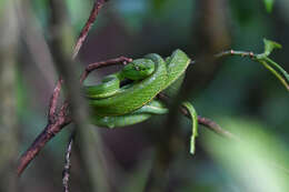 Image of Coffee Palm Viper