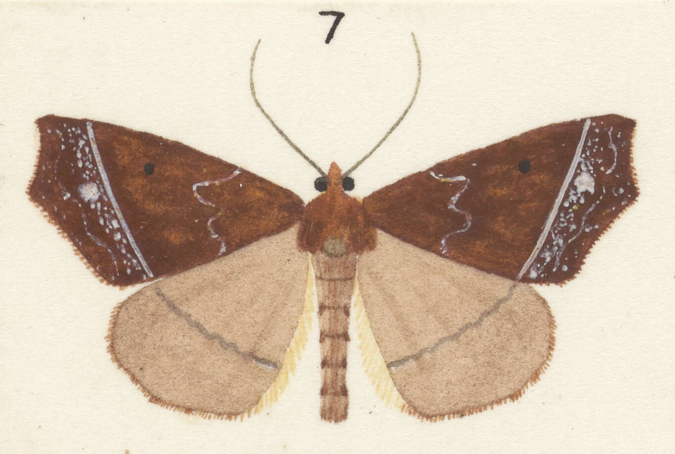 Image of Ischalis nelsonaria Felder 1873